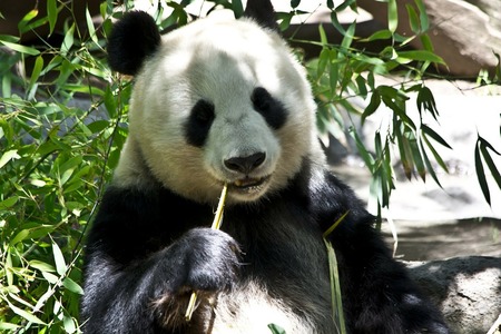 O oso panda xa non é especie “en perigo”, segundo China