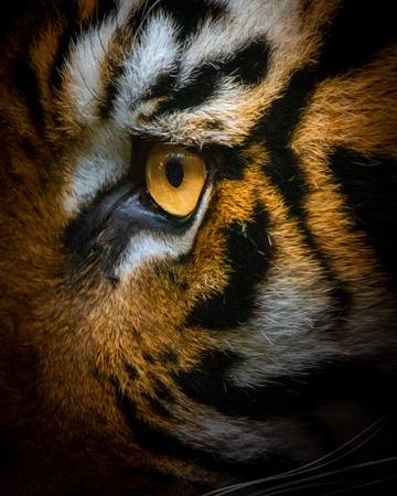 Un cume para salvar ao Tigre - Día Internacional do Tigre