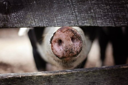 Que ten que ver reducir o consumo de carne co medio ambiente?