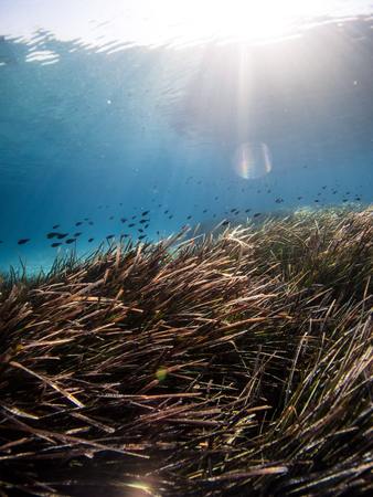 Un ser vivo vital para o mediterráneo: A importancia da  Posidonia para o ecosistema