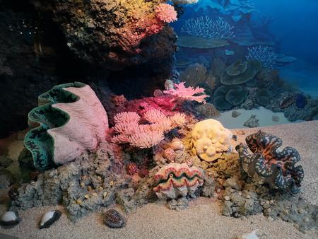 Arrecifes de coral e cambio climático