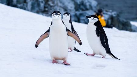 Descobren altos niveis de mercurio nas plumas de pingüíns da Antártida