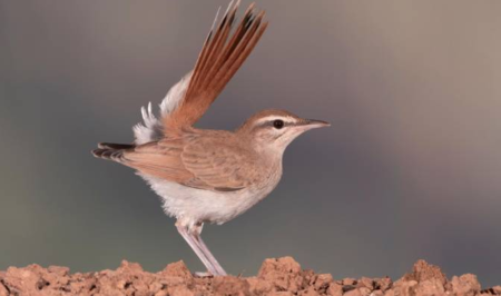 Apunta o nome doutro paxaro que se extingue en España: Rousinol de mato