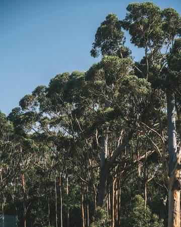 O eucalipto, o invasor que está matando as árbores sagradas de Galicia