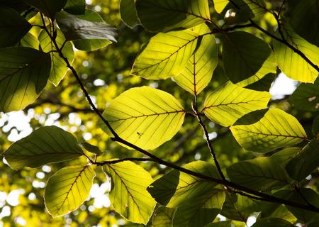 As ondas de calor impiden aos bosques almacenar CO2
